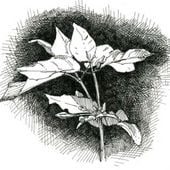 Pen & Ink Drawings